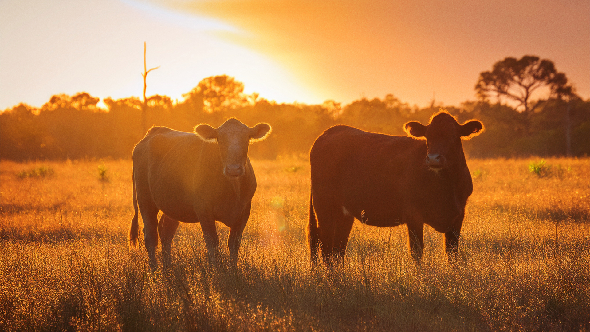 RGS-okeechobee-cows