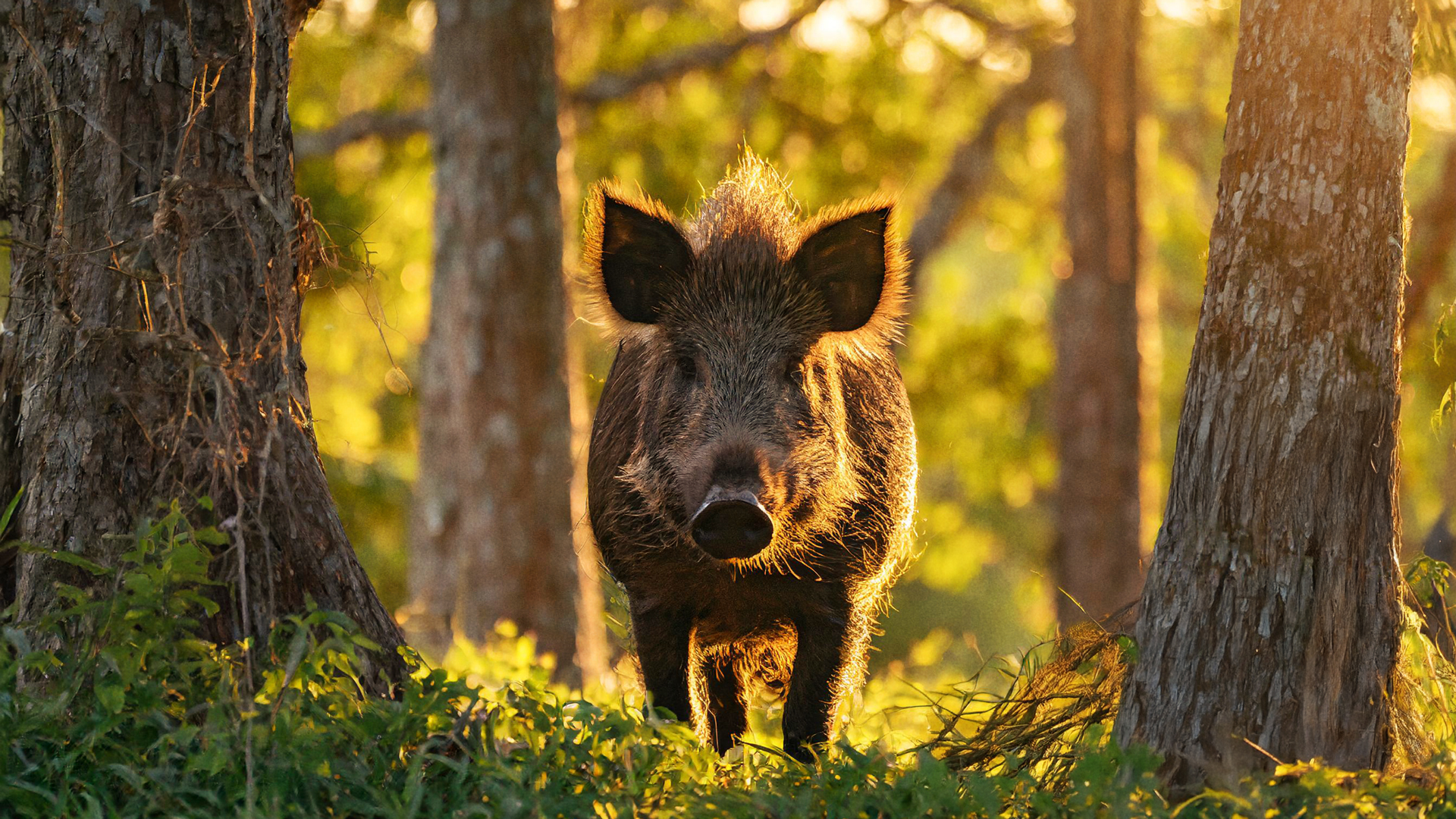RGS-wild-boar-in-forest