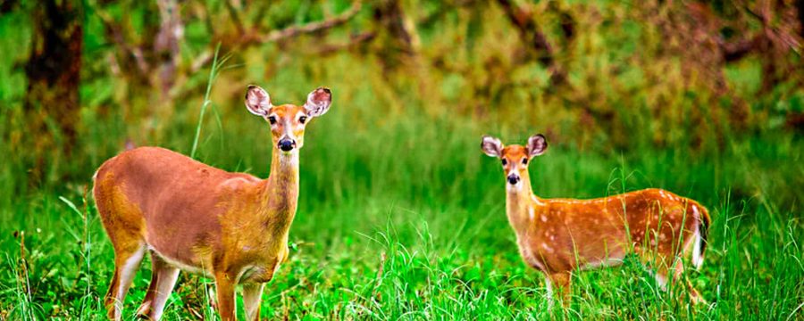 rgs-venus-florida-hunting-lodge-nature-trail-wild-deer